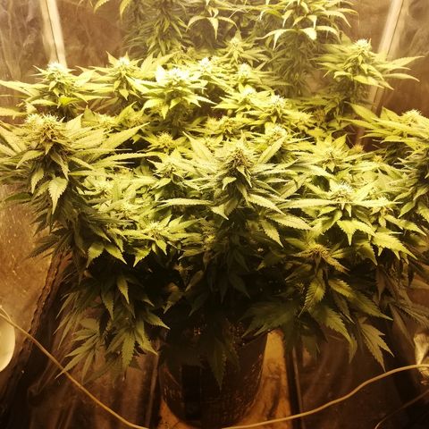 Purple Punch growlog timeline photo