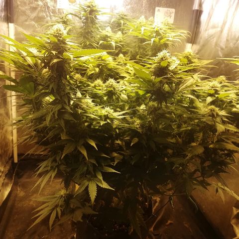 Purple Punch growlog timeline photo