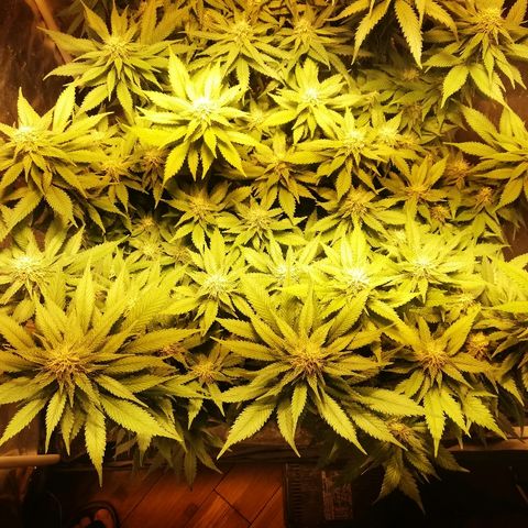 Purple Punch growlog timeline photo