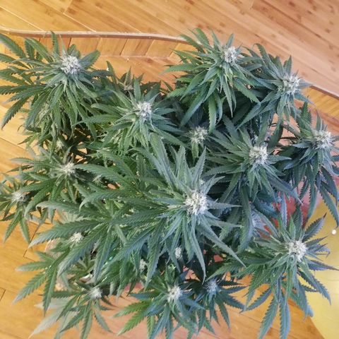 L.S.D. growlog timeline photo