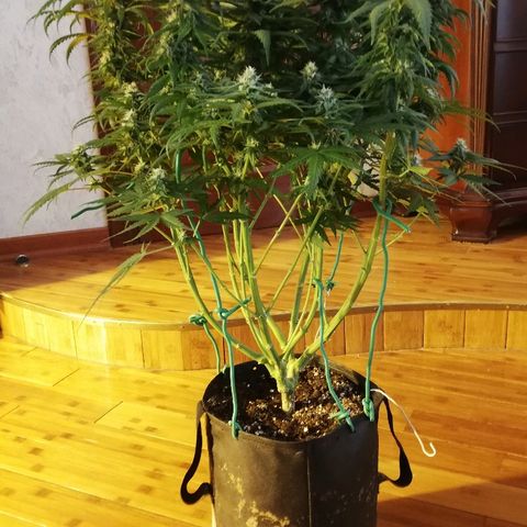 L.S.D. growlog timeline photo