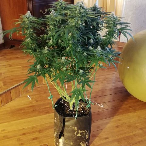 L.S.D. growlog timeline photo