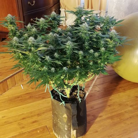Purple Punch growlog timeline photo