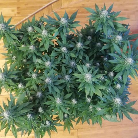 Purple Punch growlog timeline photo