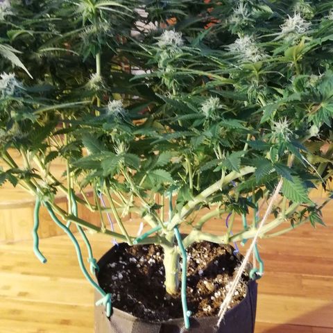 Purple Punch growlog timeline photo