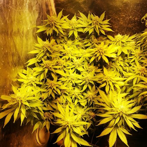 Purple Punch growlog timeline photo
