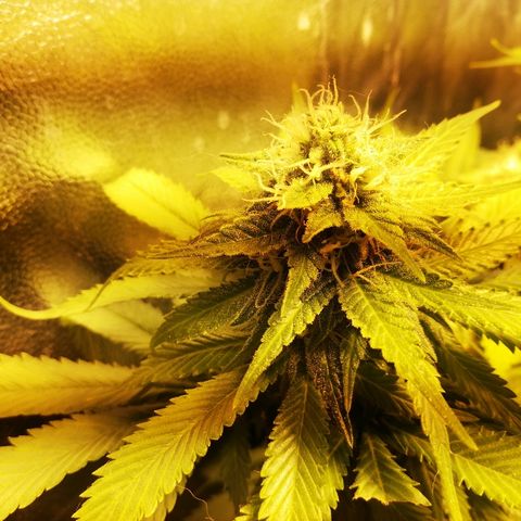 Purple Punch growlog timeline photo