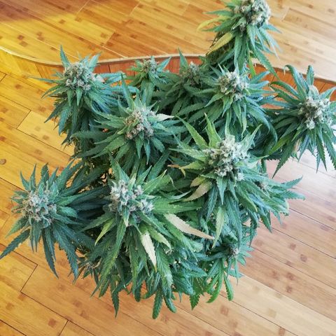 L.S.D. growlog timeline photo