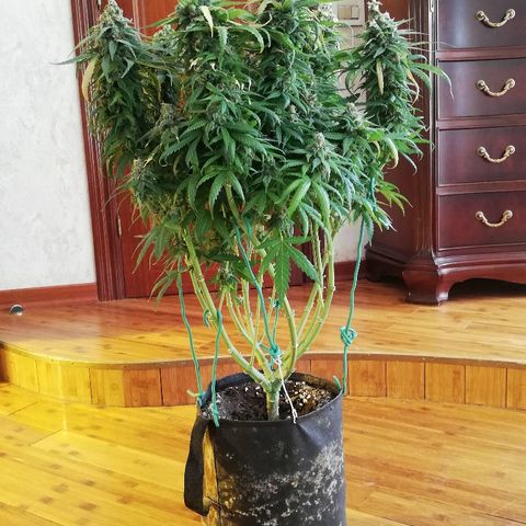 L.S.D. growlog timeline photo