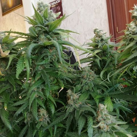 L.S.D. growlog timeline photo