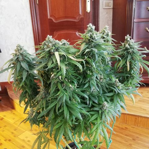 L.S.D. growlog timeline photo