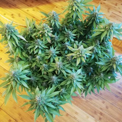 Purple Punch growlog timeline photo