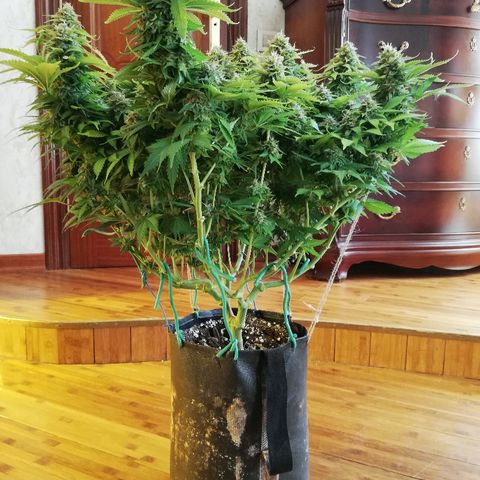 Purple Punch growlog timeline photo