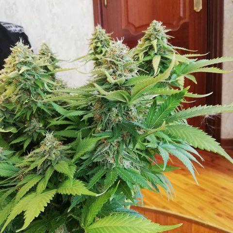 Purple Punch growlog timeline photo