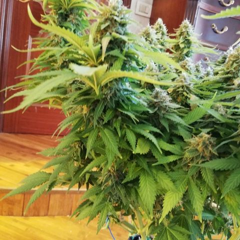 Purple Punch growlog timeline photo