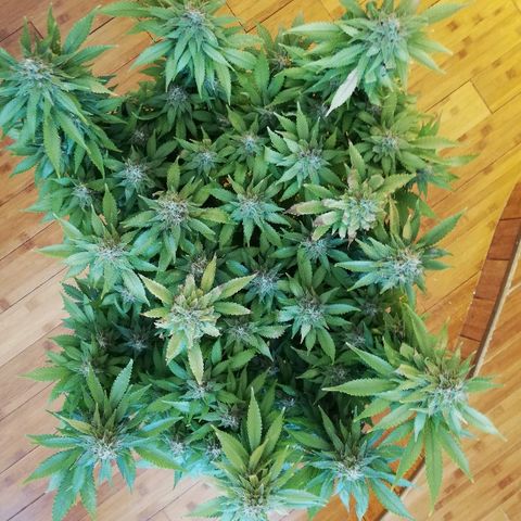 Purple Punch growlog timeline photo