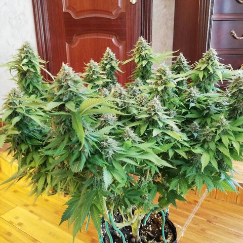 Purple Punch growlog timeline photo