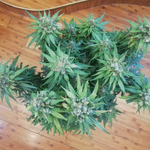 L.S.D. growlog timeline photo