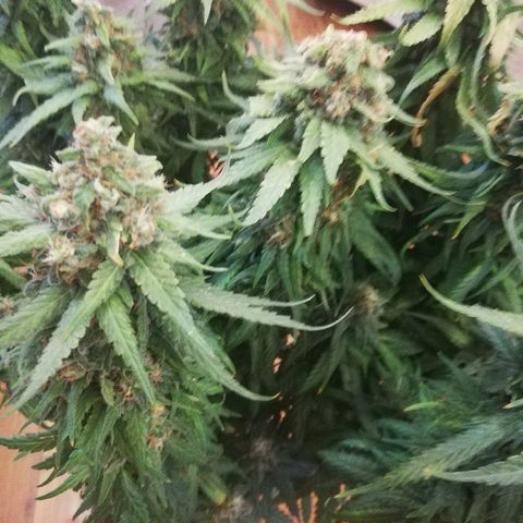 L.S.D. growlog timeline photo