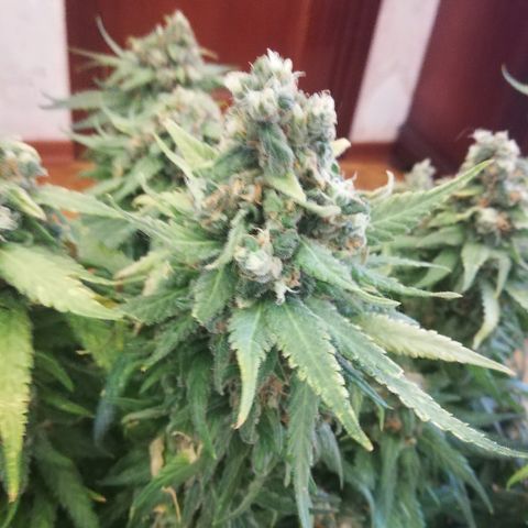 L.S.D. growlog timeline photo