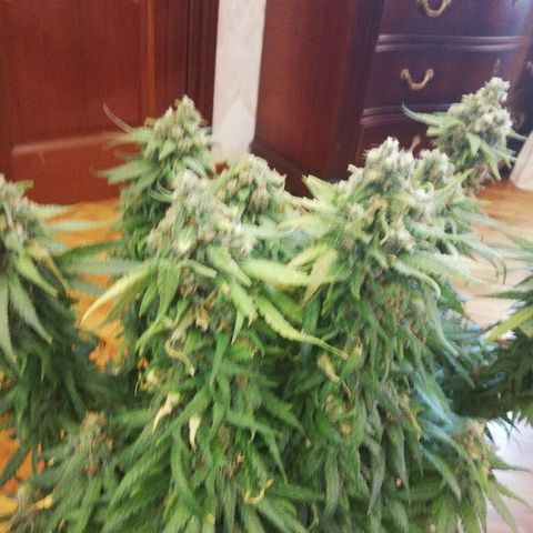 L.S.D. growlog timeline photo