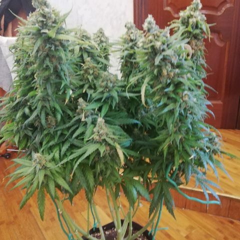 L.S.D. growlog timeline photo