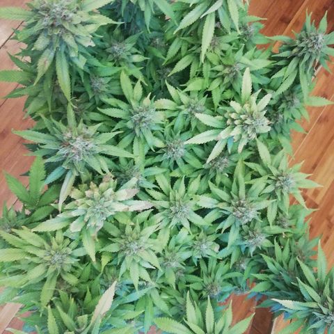 Purple Punch growlog timeline photo