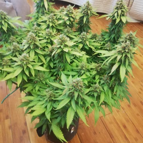 Purple Punch growlog timeline photo