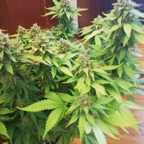 Purple Punch growlog timeline photo