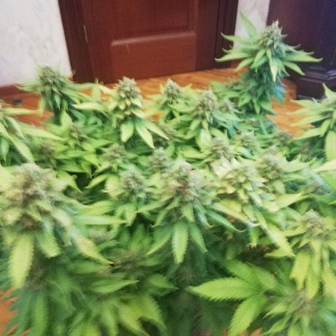 Purple Punch growlog timeline photo
