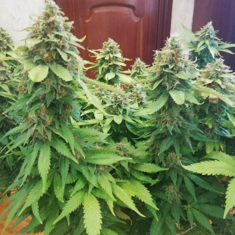 Purple Punch growlog timeline photo