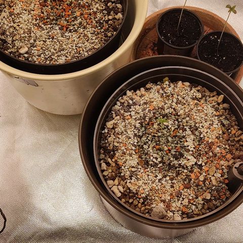 Sunny Earth  growlog timeline photo