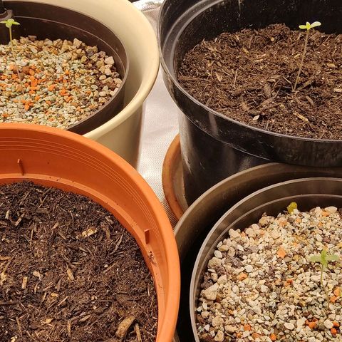 Sunny Earth  growlog timeline photo