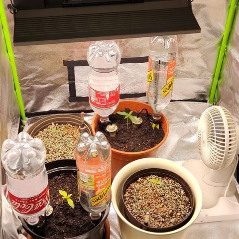 Sunny Earth  growlog photo: Bewässerung 