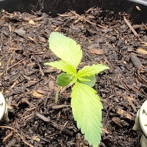 Sunny Earth  growlog timeline photo
