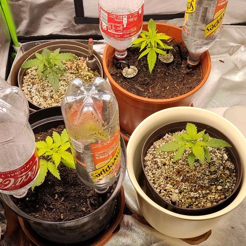 Sunny Earth  growlog timeline photo