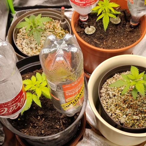 Sunny Earth  growlog timeline photo