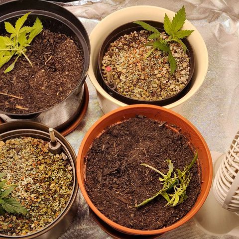 Sunny Earth  growlog photo: LST 