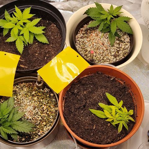 Sunny Earth  growlog timeline photo