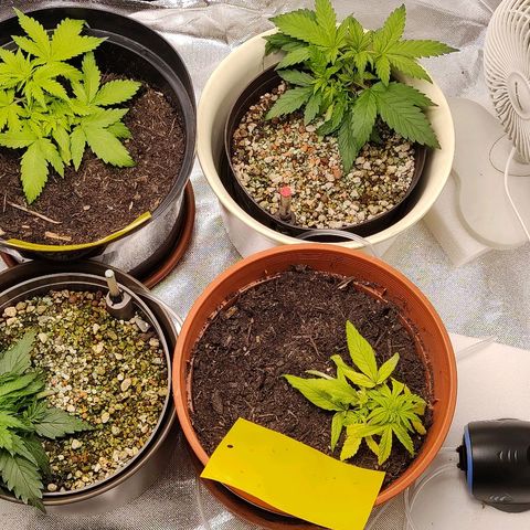 Sunny Earth  growlog timeline photo