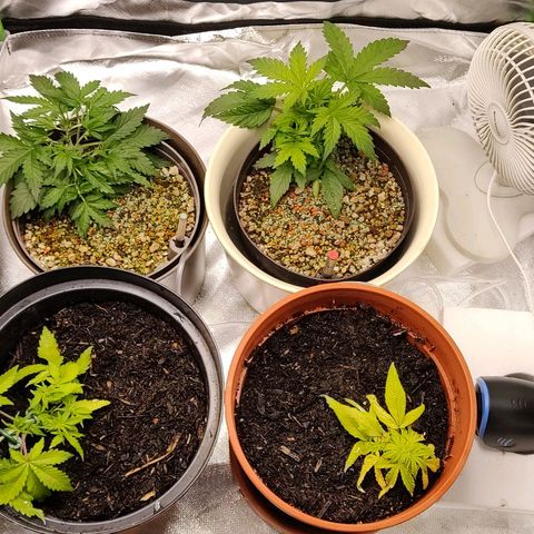 Sunny Earth  growlog timeline photo