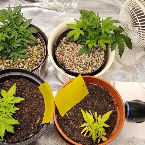 Sunny Earth  growlog timeline photo