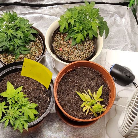Sunny Earth  growlog timeline photo
