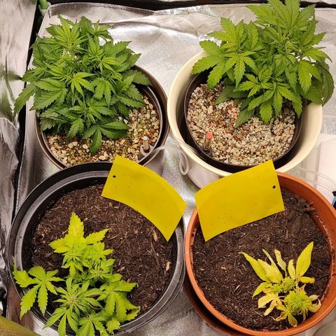 Sunny Earth  growlog timeline photo
