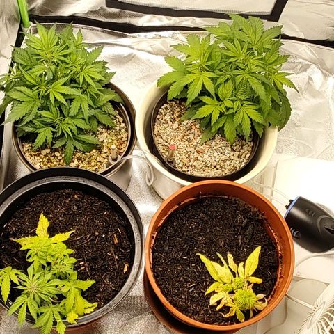 Sunny Earth  growlog timeline photo