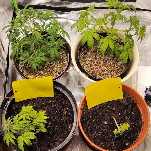 Sunny Earth  growlog timeline photo