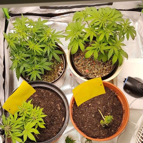 Sunny Earth  growlog timeline photo