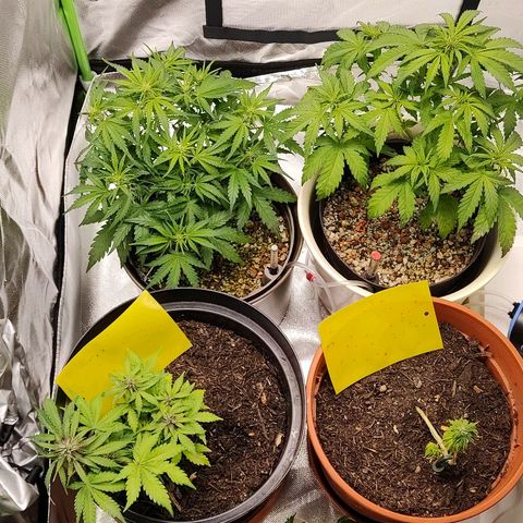 Sunny Earth  growlog timeline photo