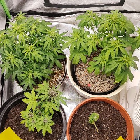 Sunny Earth  growlog timeline photo