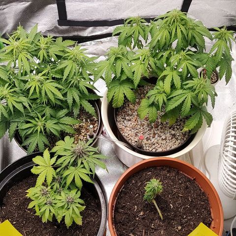 Sunny Earth  growlog timeline photo